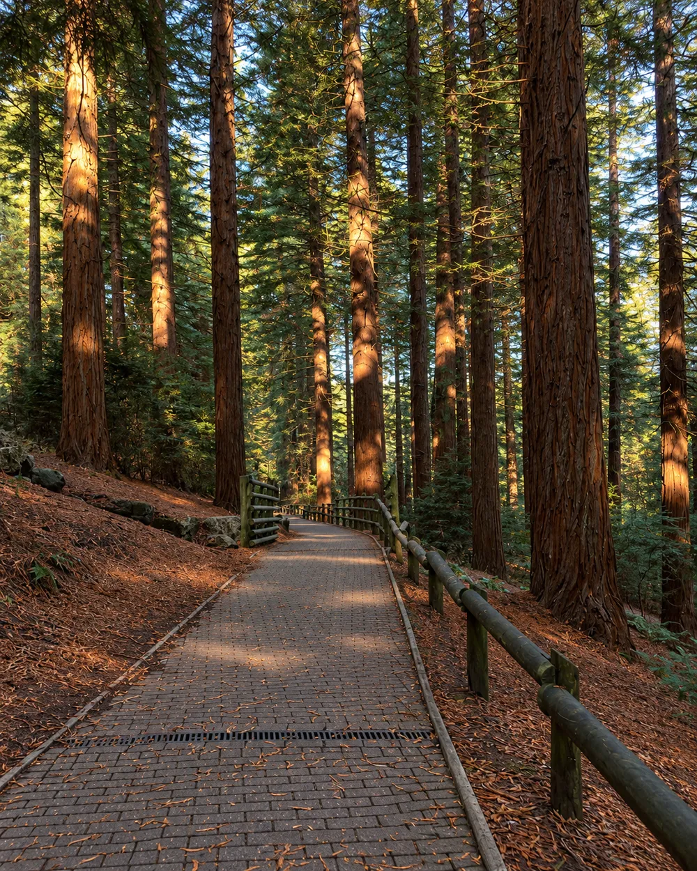 A phone photo of a path through a forest, as an owner would upload it